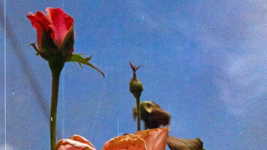 mother ramses cervantes YBRl6FIurnw unsplash