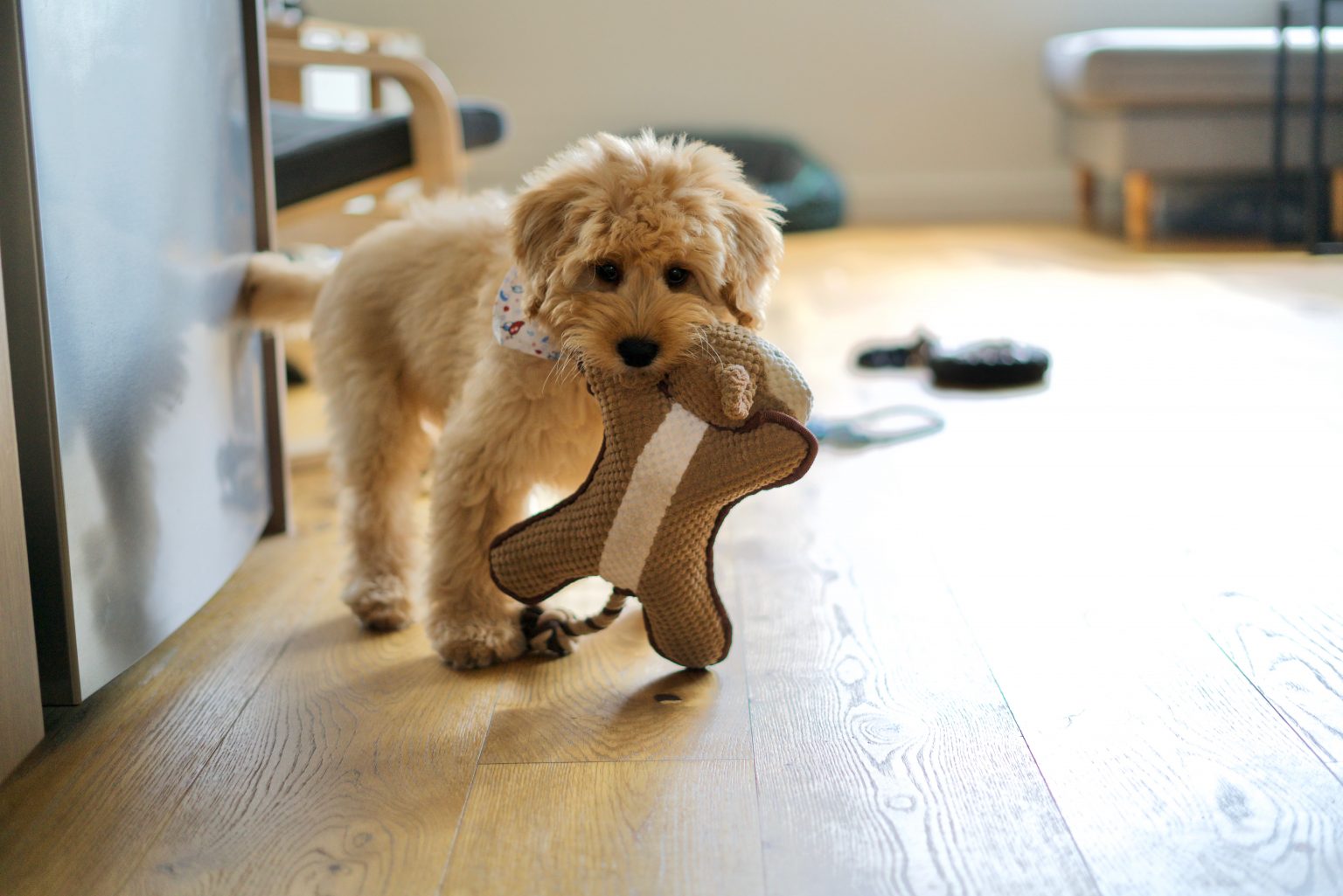 A Dog Bringing Gifts Good News Unlimited