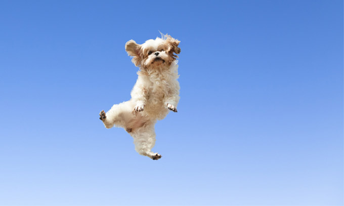 Dog jumping for joy