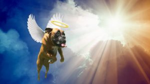 Dogs in Heaven