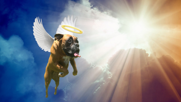 Dogs In Heaven – By Eliezer Gonzalez | Good News Unlimited