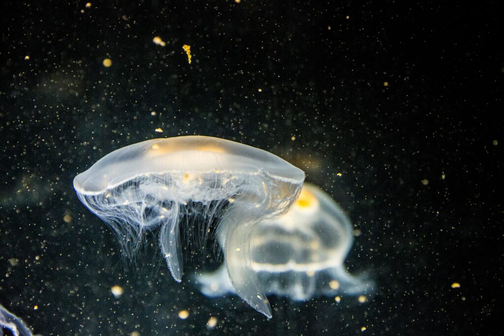 Jellyfish Attack