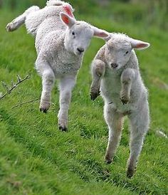 Lambs