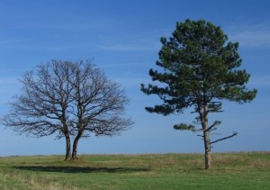Two-trees1-300x211