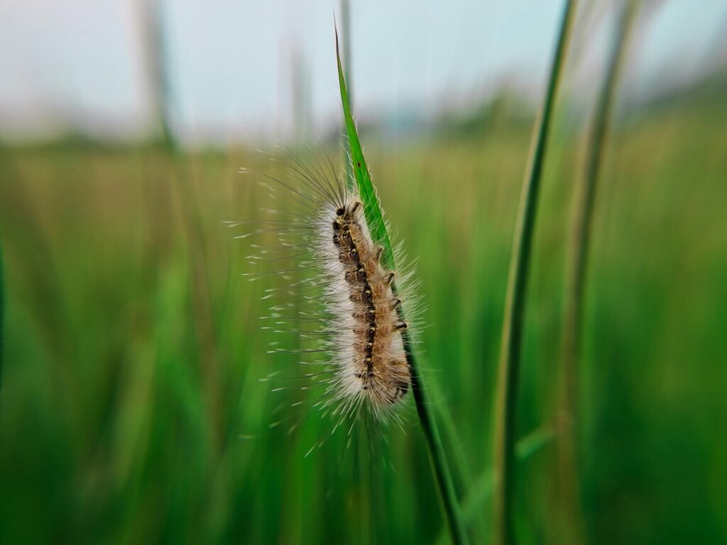 Ugly Caterpillars