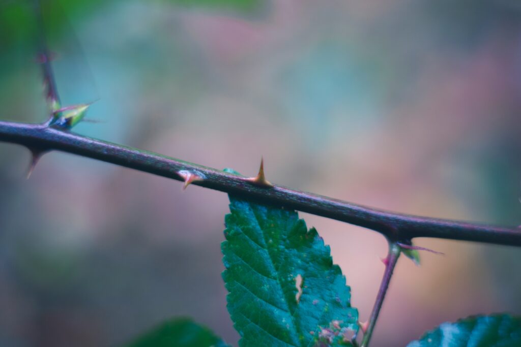 Unlimited: The Crown of Thorns