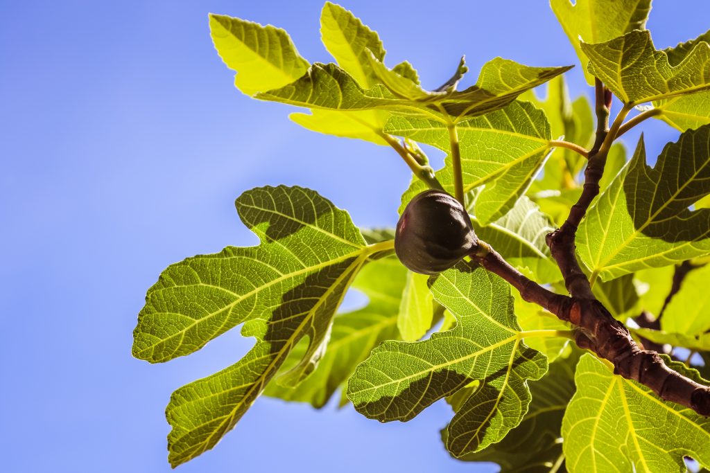 Unlimited: The Lesson from the Fig Tree