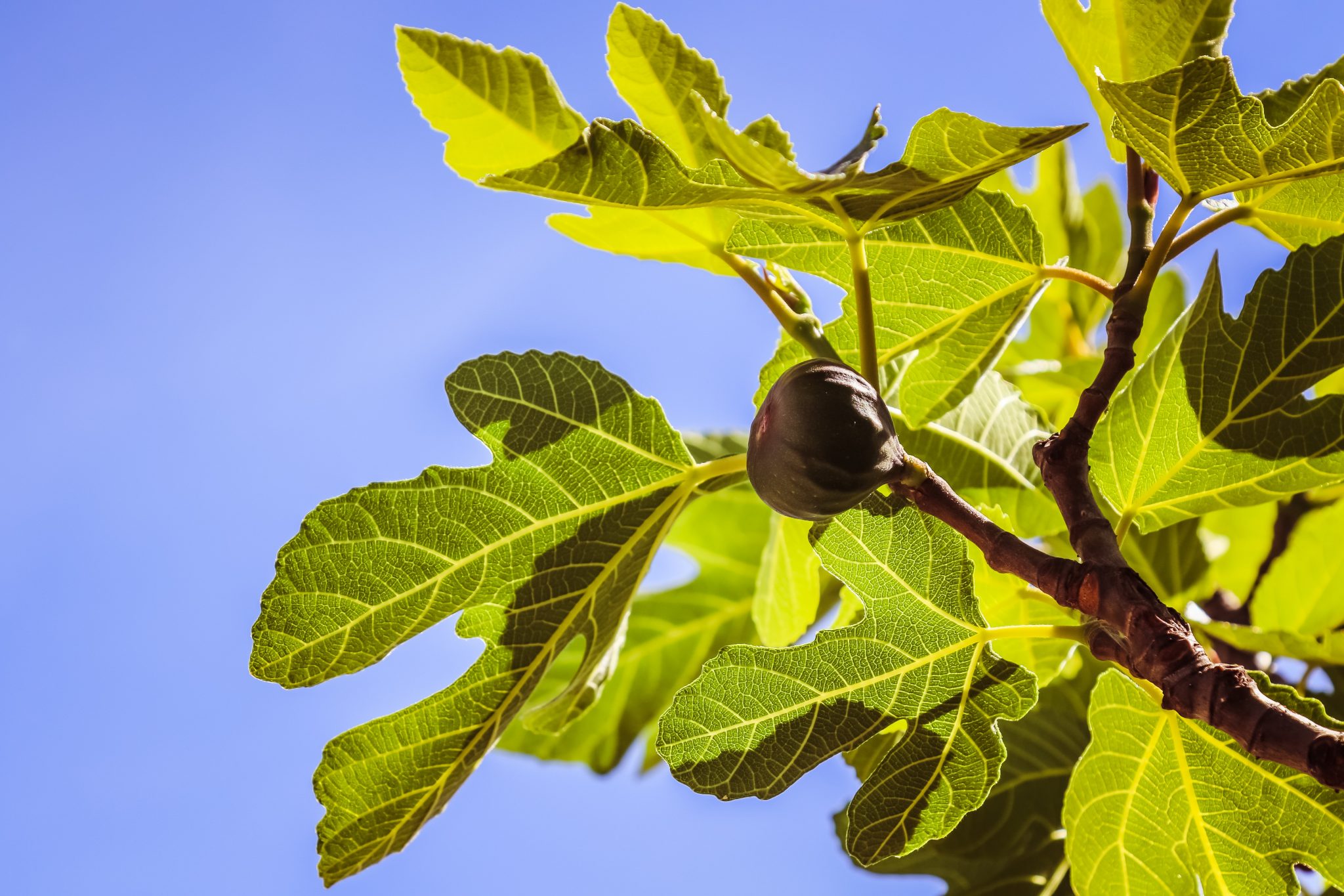 Unlimited: The Lesson From The Fig Tree | Good News Unlimited