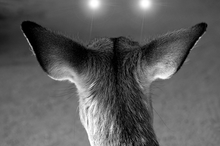 deer-caught-in-headlights