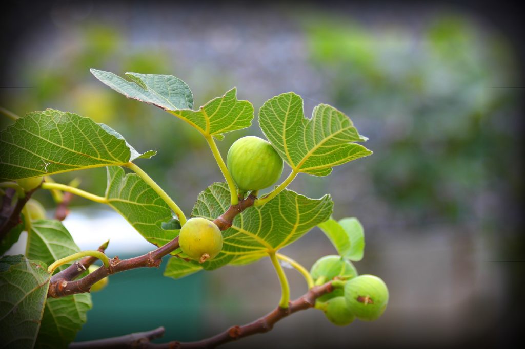 Unlimited: Jesus Curses a Fig Tree