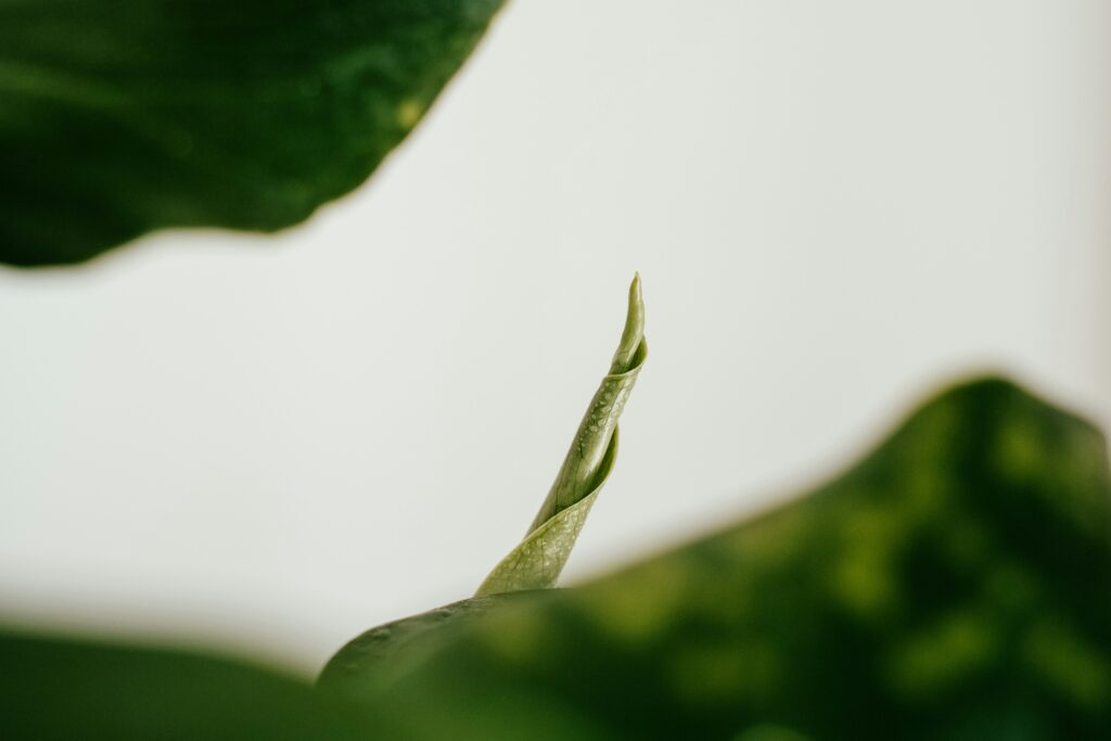 covenant valeriia miller fmOPgfeYZU unsplash